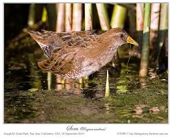 Image result for Porzana carolina