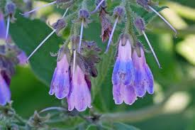 Attēlu rezultāti vaicājumam “Symphytum officinale flower”