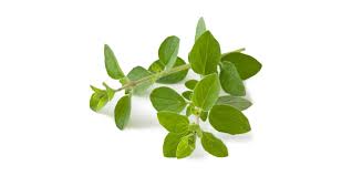 Image result for Oregano