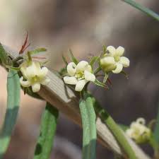 Attēlu rezultāti vaicājumam “Apocynaceae”