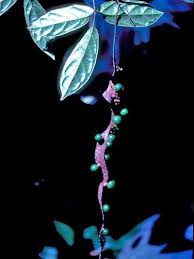 Attēlu rezultāti vaicājumam “Vitaceae”