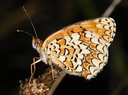 Attēlu rezultāti vaicājumam “Melitaea phoebe”