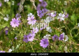 Attēlu rezultāti vaicājumam “Geranium pyrenaicum flower”