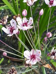 Attēlu rezultāti vaicājumam “Butomus umbellatus fruit”