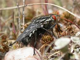 Attēlu rezultāti vaicājumam “Sarcophaga carnaria”