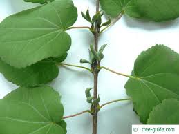 Attēlu rezultāti vaicājumam “Cercidiphyllum japonicum fruit”