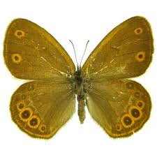 Attēlu rezultāti vaicājumam “Coenonympha hero underside”