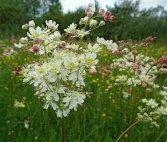 Attēlu rezultāti vaicājumam “Filipendula vulgaris flower”