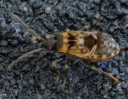 Attēlu rezultāti vaicājumam “Scolopostethus thomsoni”