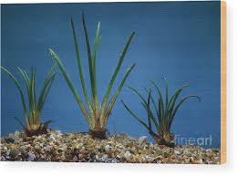 Attēlu rezultāti vaicājumam “Isoetes lacustris”