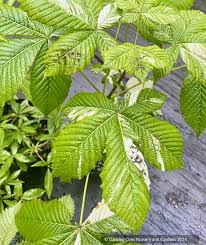 Attēlu rezultāti vaicājumam “Aesculus hippocastanum”