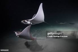 Image result for Mobula hypostoma