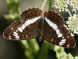 Attēlu rezultāti vaicājumam “Limenitis camilla upperside”
