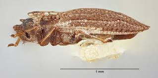 Attēlu rezultāti vaicājumam “Acalypta carinata”