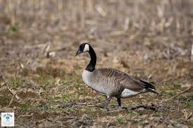 Attēlu rezultāti vaicājumam “Branta canadensis adult”