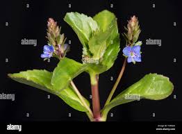 Attēlu rezultāti vaicājumam “Veronica beccabunga bud”