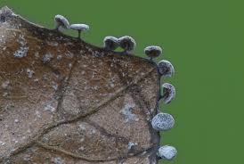 Attēlu rezultāti vaicājumam “Didymium clavus stalked”