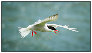 Attēlu rezultāti vaicājumam “Sterna hirundo adult”