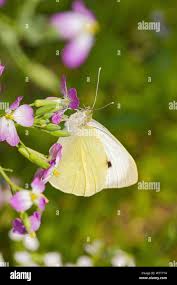Attēlu rezultāti vaicājumam “Pieris rapae female”