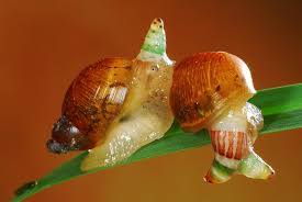 Attēlu rezultāti vaicājumam “Leucochloridium paradoxum”