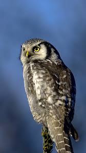 Image result for Surnia ulula