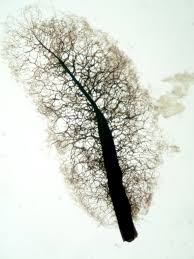 Attēlu rezultāti vaicājumam “Comatricha pulchella”