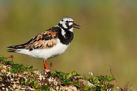 Attēlu rezultāti vaicājumam “Arenaria interpres adult”