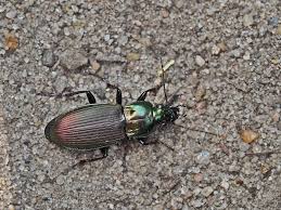 Attēlu rezultāti vaicājumam “Poecilus lepidus”