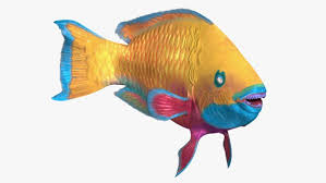 Image result for Chlorurus gibbus