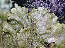 Attēlu rezultāti vaicājumam “Melanohalea olivacea”