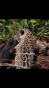 Image result for Fern Gray 1973 Jaguar