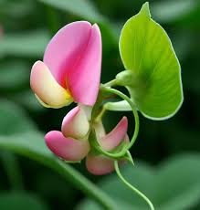 Image result for Lotus tetragonolobus