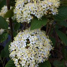 Attēlu rezultāti vaicājumam “Viburnum lantana  flower”