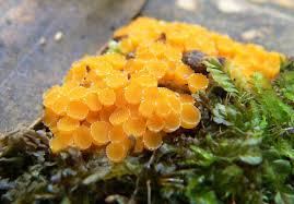 Attēlu rezultāti vaicājumam “Byssonectria fusispora”