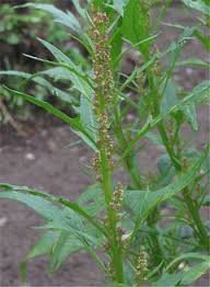 Attēlu rezultāti vaicājumam “Chenopodium rubrum leaf”