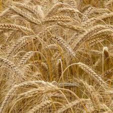 Attēlu rezultāti vaicājumam “Secale cereale”