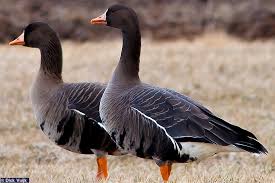 Attēlu rezultāti vaicājumam “Anser albifrons adult”