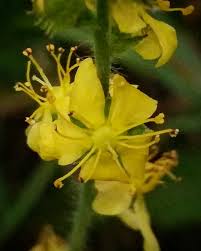 Attēlu rezultāti vaicājumam “Agrimonia eupatoria fruit”