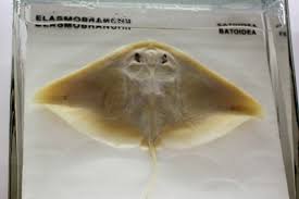 Image result for Gymnura micrura