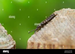 Attēlu rezultāti vaicājumam “Phosphaenus hemipterus male”