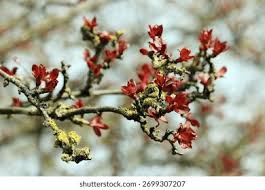 Attēlu rezultāti vaicājumam “Malus purpurea leaf”