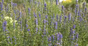 Image result for Hyssopus officinalis