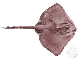 Image result for Dipturus laevis