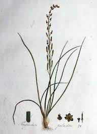 Attēlu rezultāti vaicājumam “Triglochin palustre fruit”