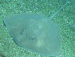 Image result for Bathytoshia centroura