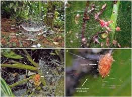 Attēlu rezultāti vaicājumam “Ichneumonidae cocoon”