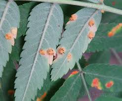 Attēlu rezultāti vaicājumam “Gymnosporangium cornutum”