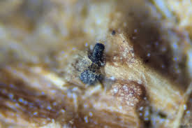 Attēlu rezultāti vaicājumam “Neocudoniella albiceps”