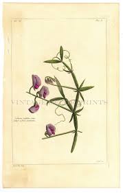 Attēlu rezultāti vaicājumam “Lathyrus latifolius fruit”