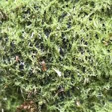 Attēlu rezultāti vaicājumam “Mniaecia jungermanniae”